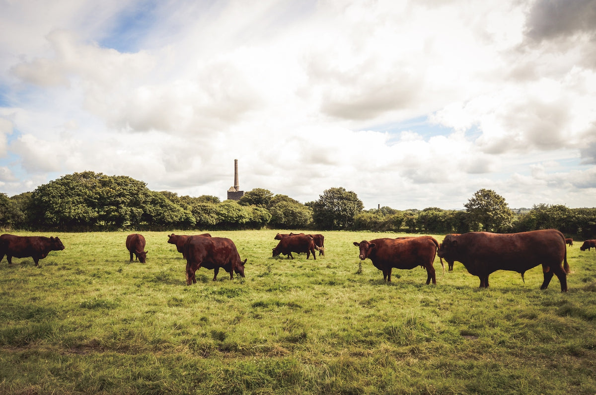 A scenic landscape photograph of several brown cattle grazing in a green grassy field under a cloudy sky.